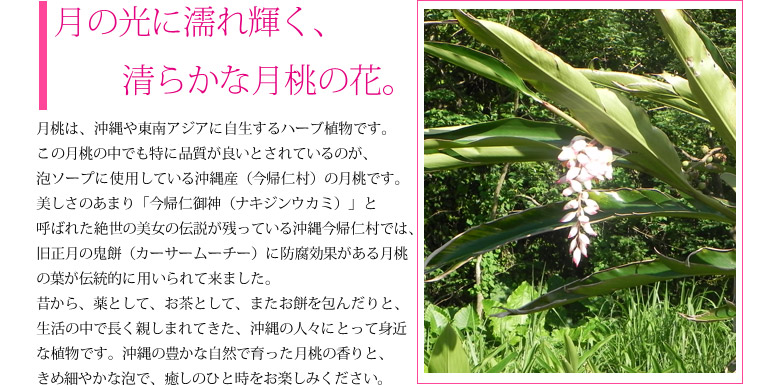 月の光に濡れ輝く、清らかな月桃の花。