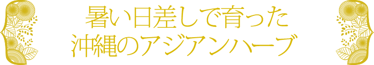 暑い日差しで育った沖縄のアジアンハーブ