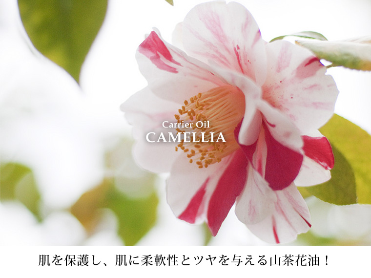 肌を保護し、肌に柔軟性とツヤを与える山茶花油!
