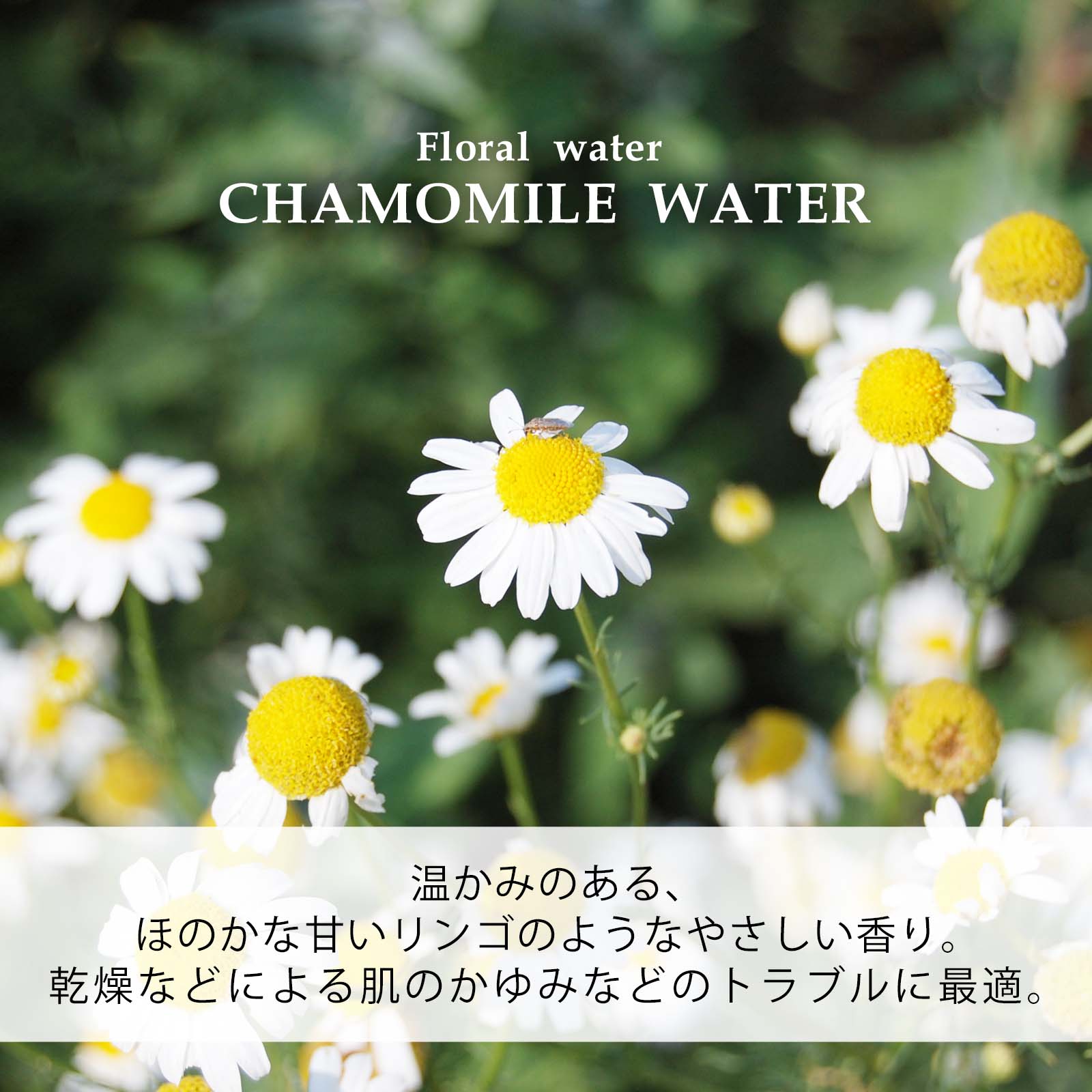 chamomilew-sh1.jpg
