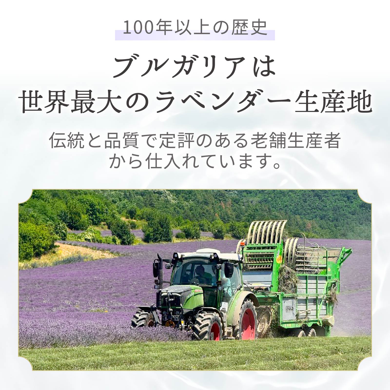 世界最大のラベンダーの産地であるブルガリアで、伝統ある生産者から仕入れたラベンダーです。ブルガリアの認証機関『BALKAN BIOCERT Ltd.』（EU規則2018/848準拠）のオーガニック認証を取得しています。