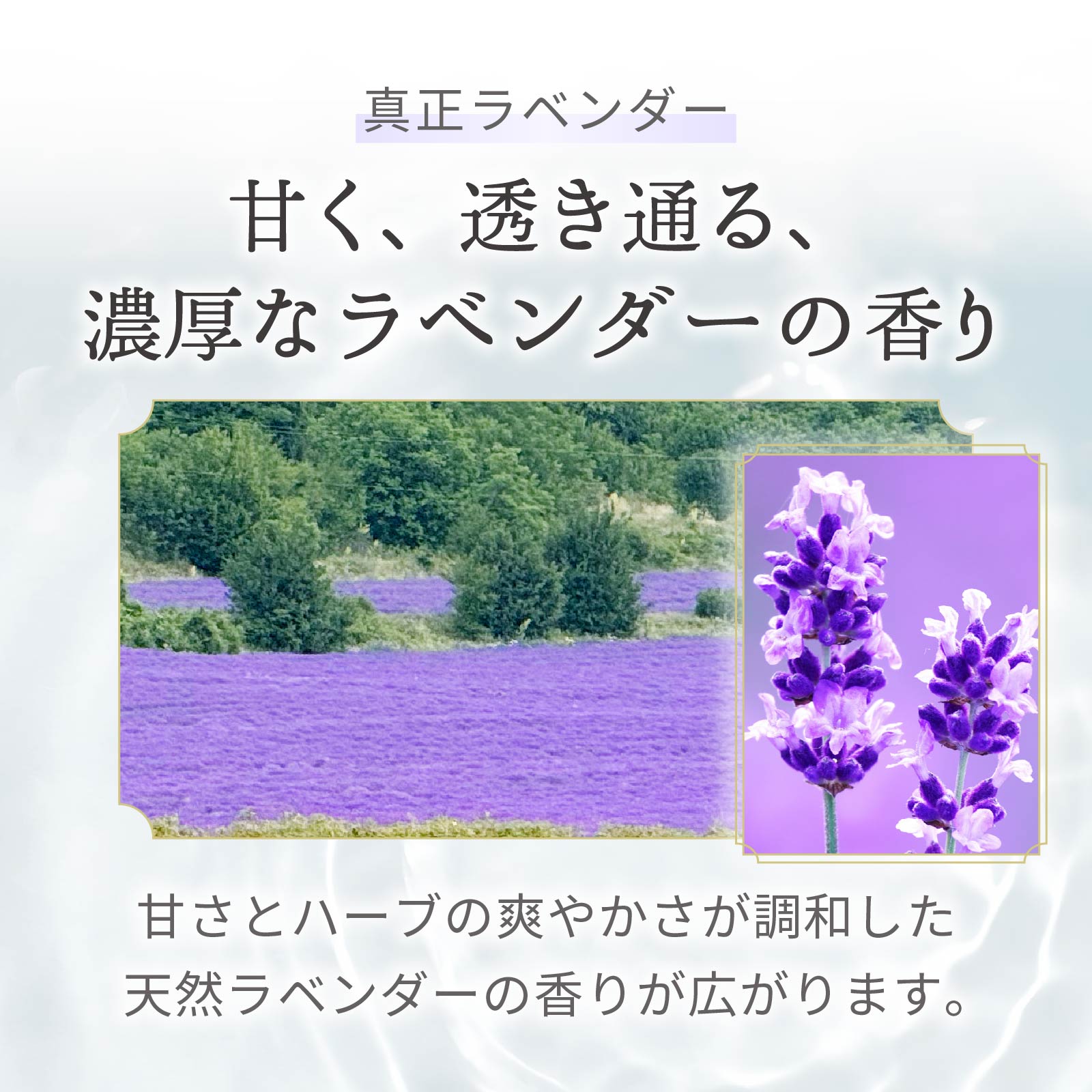 古典的品種の真正ラベンダー。ラベンダーの深く上品な香りを化粧水として楽しめます。