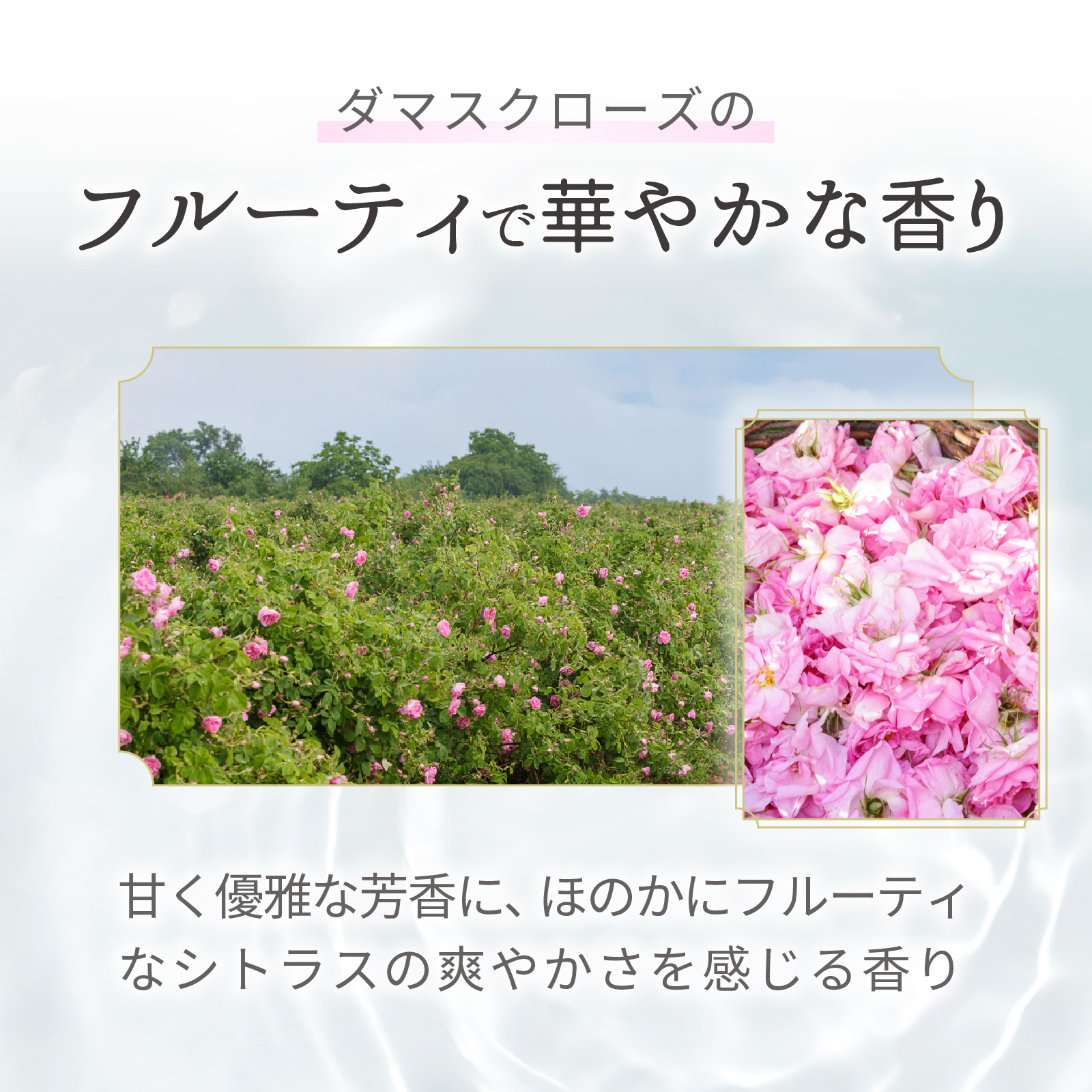 ダマスクローズのフルーティで華やかな香りを化粧水として楽しめます。